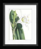 Floral Beauty I Framed Print