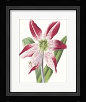 Floral Beauty II Framed Print