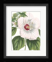 Floral Beauty IV Framed Print