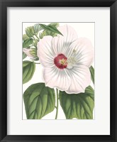 Floral Beauty IV Framed Print