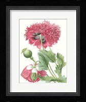 Floral Beauty V Fine Art Print