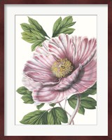 Floral Beauty VI Fine Art Print