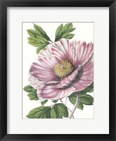 Floral Beauty VI Framed Print
