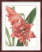 Floral Beauty VII Fine Art Print