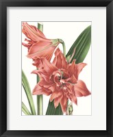 Floral Beauty VII Framed Print