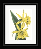 Floral Beauty VIII Framed Print