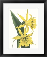 Floral Beauty VIII Framed Print