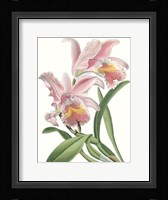 Floral Beauty IX Framed Print