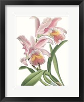 Floral Beauty IX Framed Print