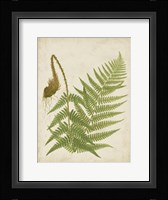 Fern Trio I Fine Art Print