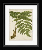 Fern Trio II Fine Art Print