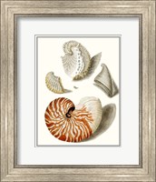 Collected Shells I Fine Art Print