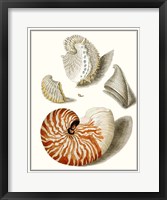 Collected Shells I Fine Art Print