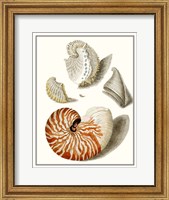 Collected Shells I Fine Art Print