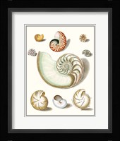 Collected Shells II Fine Art Print