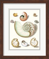 Collected Shells II Fine Art Print