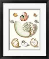 Collected Shells II Framed Print
