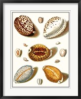 Collected Shells III Fine Art Print