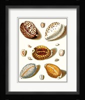 Collected Shells III Fine Art Print
