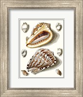 Collected Shells IV Fine Art Print