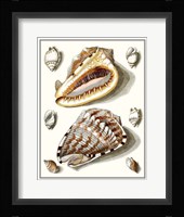 Collected Shells IV Fine Art Print
