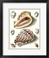 Collected Shells IV Fine Art Print