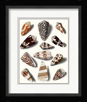 Collected Shells V Fine Art Print