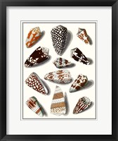 Collected Shells V Fine Art Print