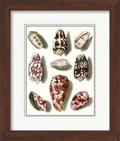 Collected Shells VI Fine Art Print
