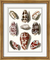 Collected Shells VI Fine Art Print