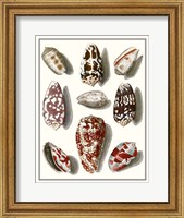 Collected Shells VI Fine Art Print