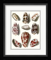 Collected Shells VI Fine Art Print