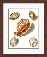 Collected Shells VII Fine Art Print