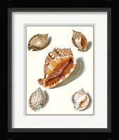 Collected Shells VII Fine Art Print