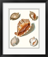 Collected Shells VII Framed Print