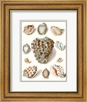 Collected Shells VIII Fine Art Print