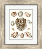 Collected Shells VIII Fine Art Print