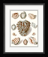Collected Shells VIII Fine Art Print