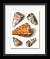 Collected Shells IX Fine Art Print