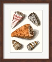 Collected Shells IX Fine Art Print