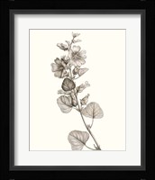 Neutral Botanical Study I Framed Print