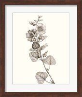 Neutral Botanical Study I Fine Art Print