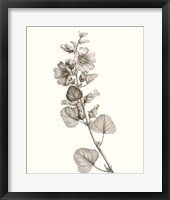 Neutral Botanical Study I Framed Print