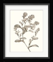 Neutral Botanical Study II Fine Art Print