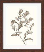 Neutral Botanical Study II Fine Art Print