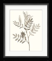 Neutral Botanical Study III Framed Print
