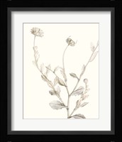 Neutral Botanical Study IV Fine Art Print