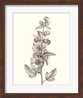 Neutral Botanical Study V Fine Art Print