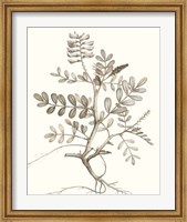 Neutral Botanical Study VI Fine Art Print