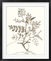 Neutral Botanical Study VI Fine Art Print